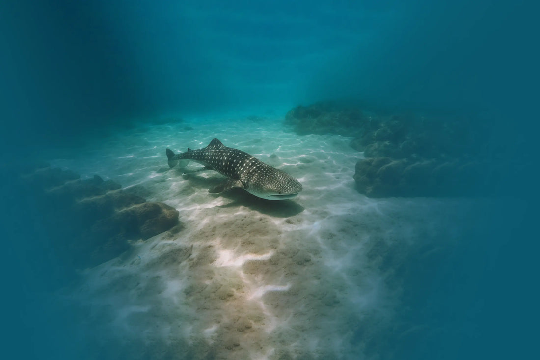 Are Galápagos Sharks Dangerous? What You Should Know