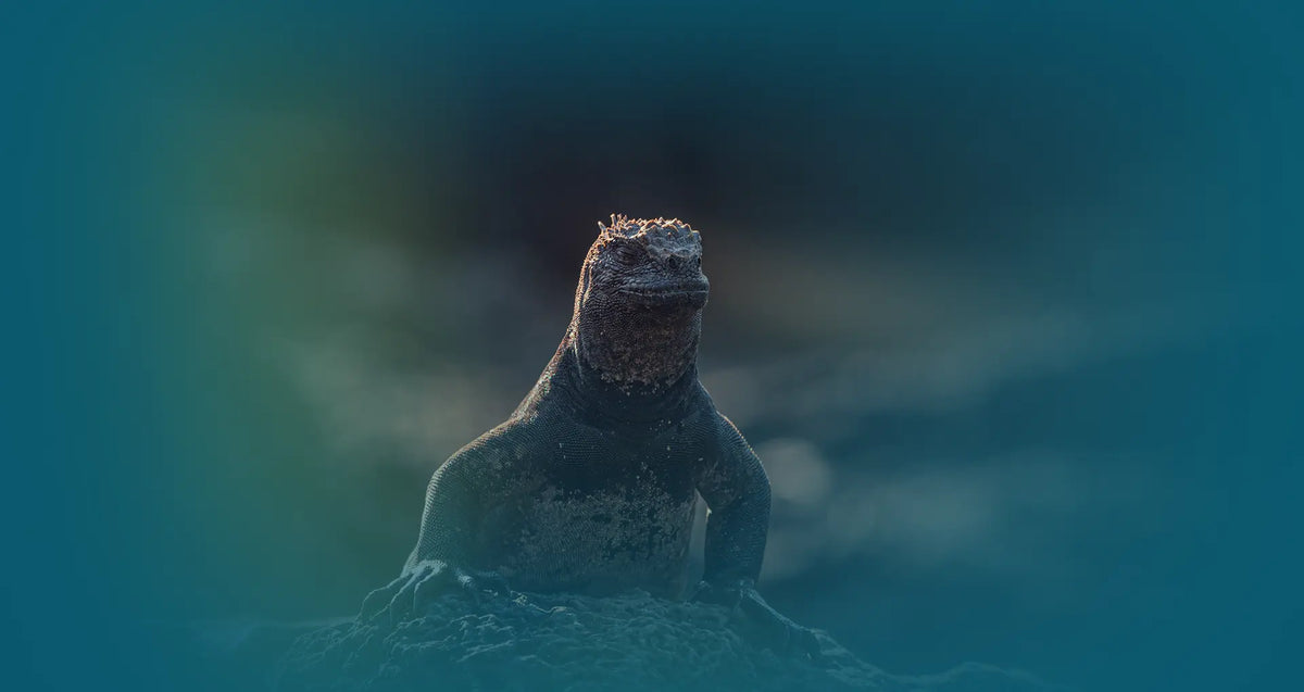 Good Practices for Living Alongside Galápagos Wildlife