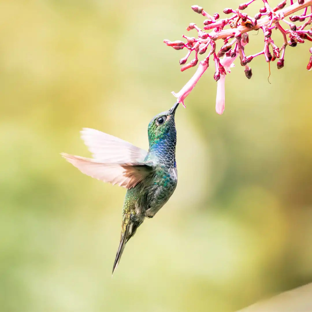 Hummingbird