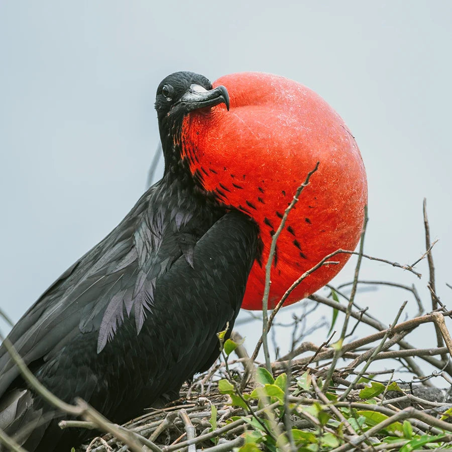 Frigatebird