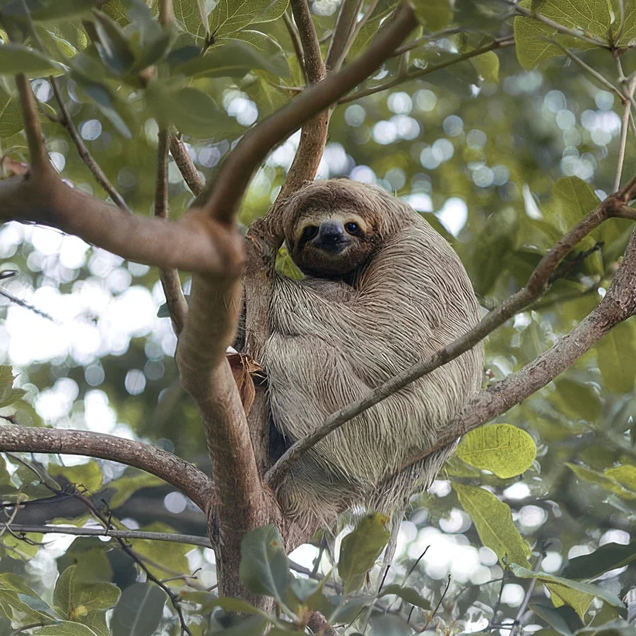 Sloth