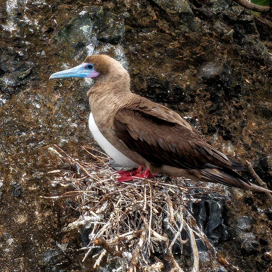 Red-Footed Booby
