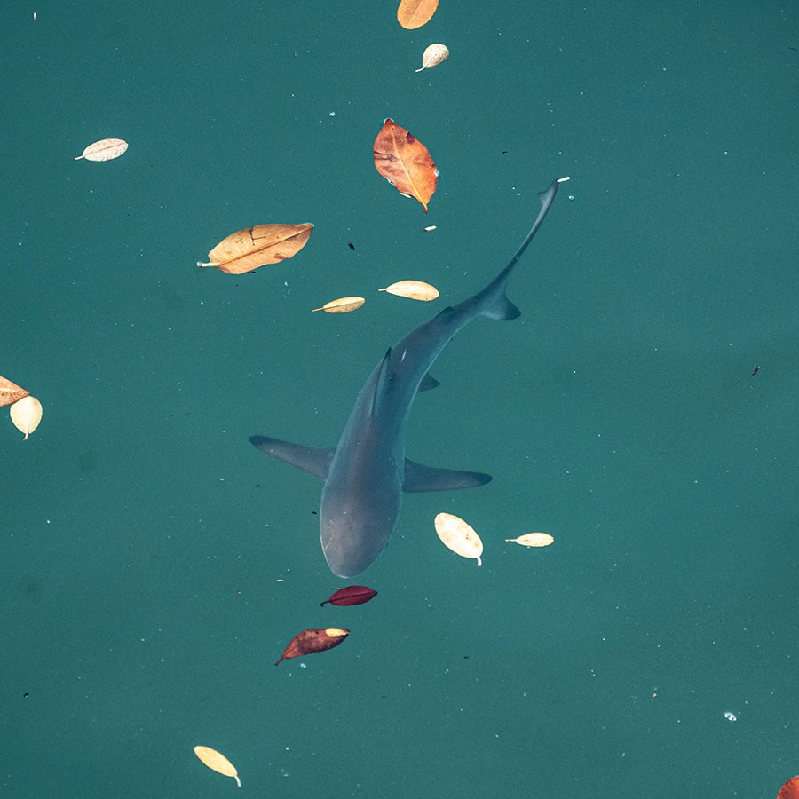 Galapagos Shark