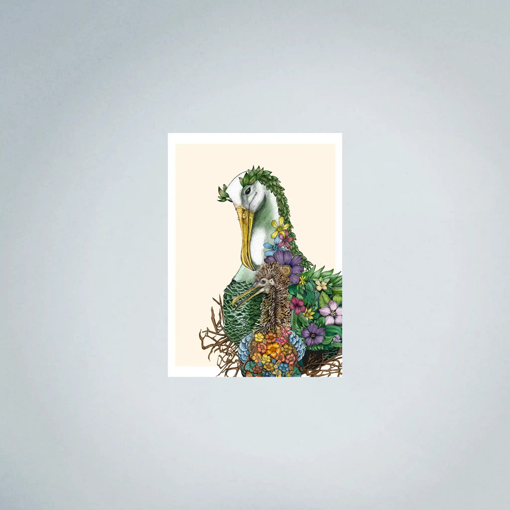 Waved Albatross Fine Art (45cmx63cm)