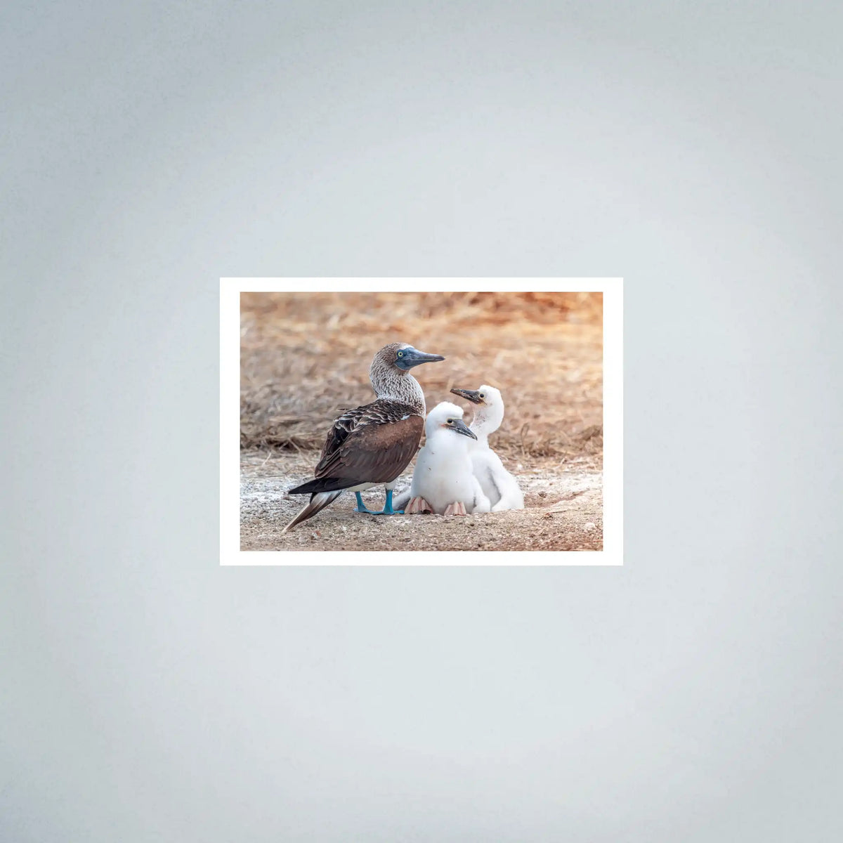 Blue-Footed Booby Family Photo Prints (63cmx45cm)