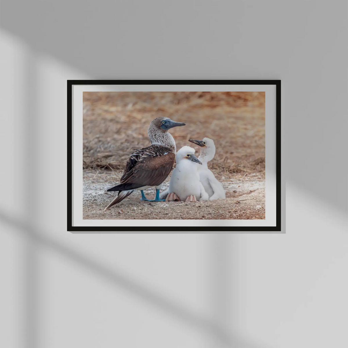 Blue-Footed Booby Family Photo Prints (63cmx45cm)
