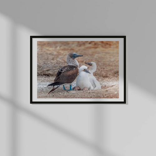 Blue-Footed Booby Family Photo Prints