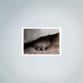 Foot Tortoise Photo Prints (63cmx45cm)