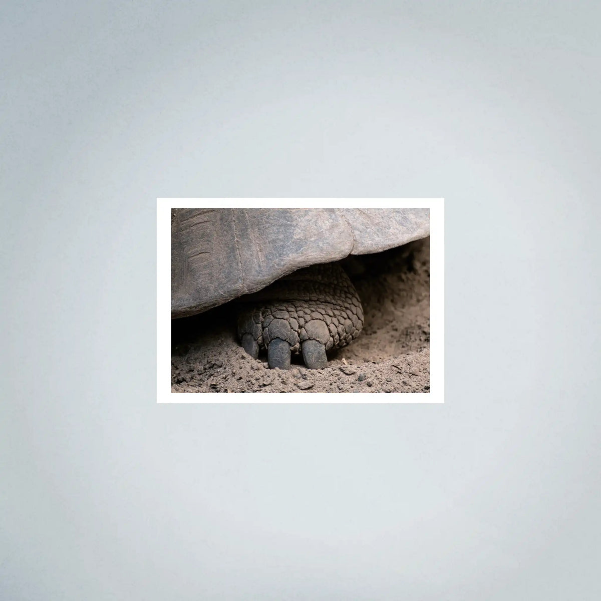 Foot Tortoise Photo Prints (63cmx45cm)