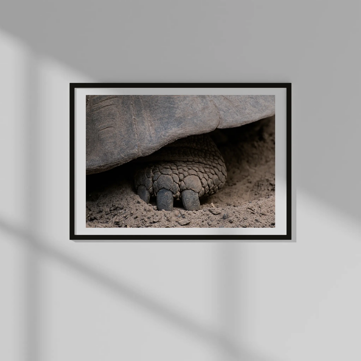 Foot Tortoise Photo Prints (63cmx45cm)