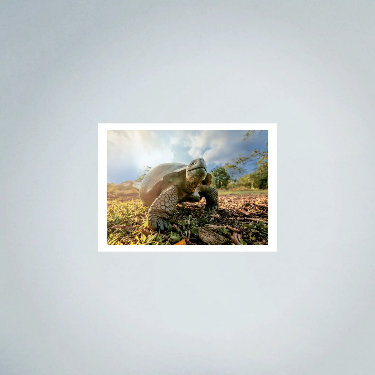 Giant Galapagos Tortoise Photo Prints (63cmx45cm)