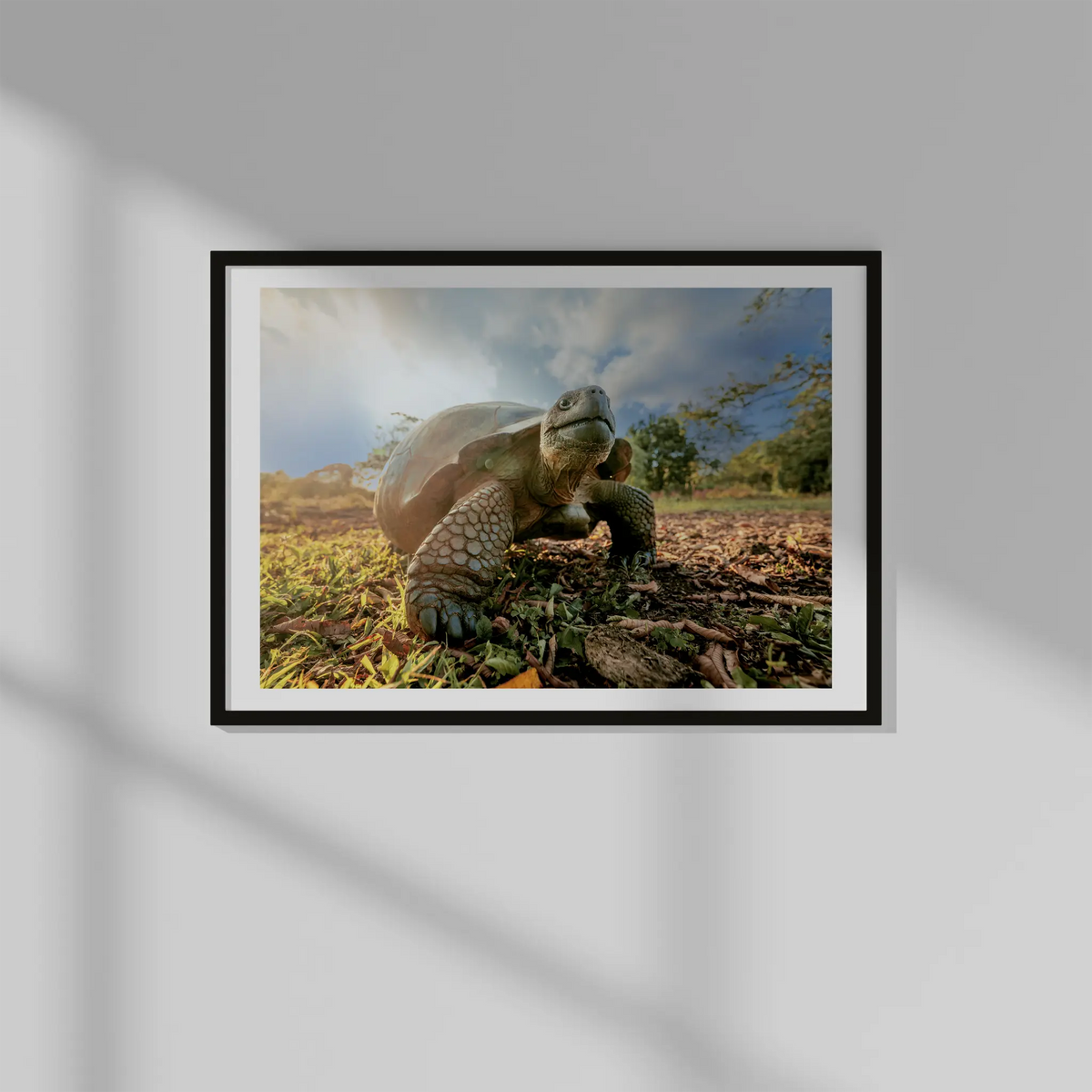Giant Galapagos Tortoise Photo Prints (63cmx45cm)