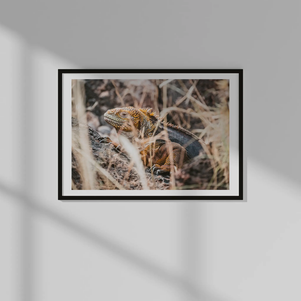 Galapagos Land Iguana Photo Prints (63cmx45cm)