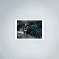 Marine Iguana Photo Prints (63cmx45cm)