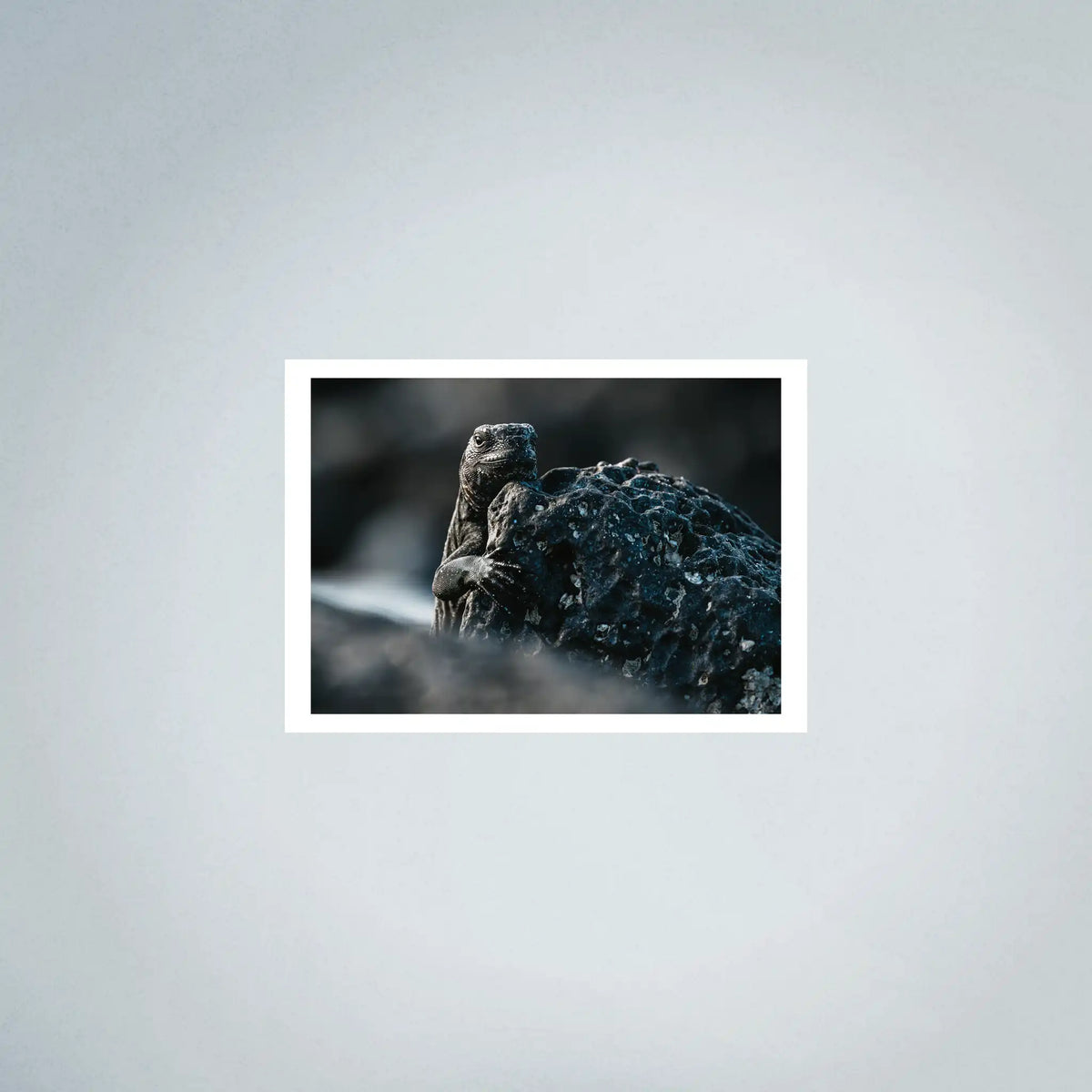 Marine Iguana Photo Prints (63cmx45cm)