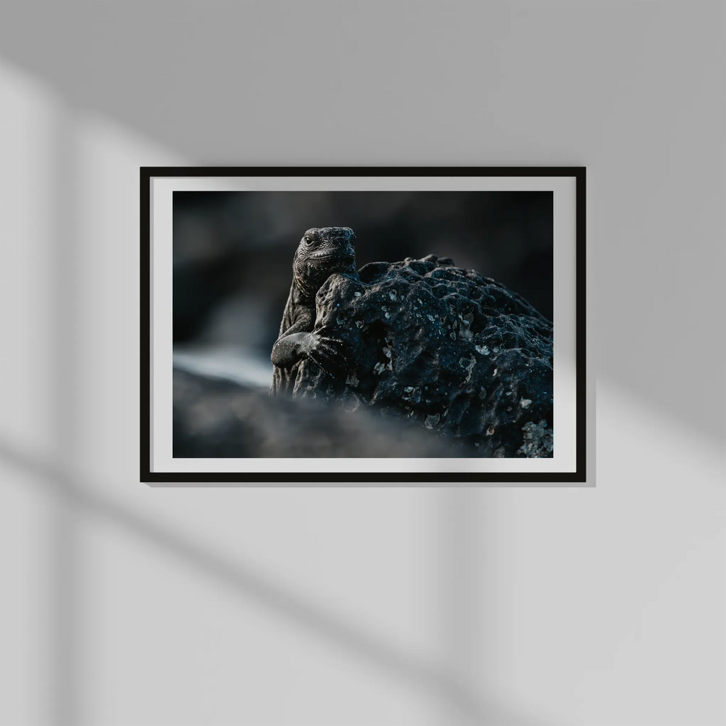Marine Iguana Photo Prints (63cmx45cm)