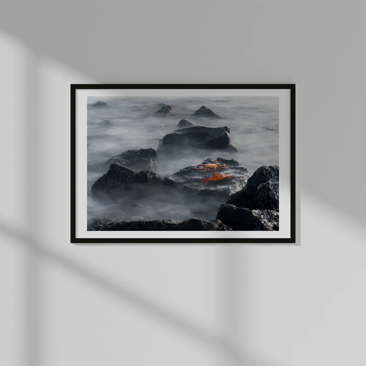 Sally Lightfoot Crab Photo Prints (63cmx45cm)