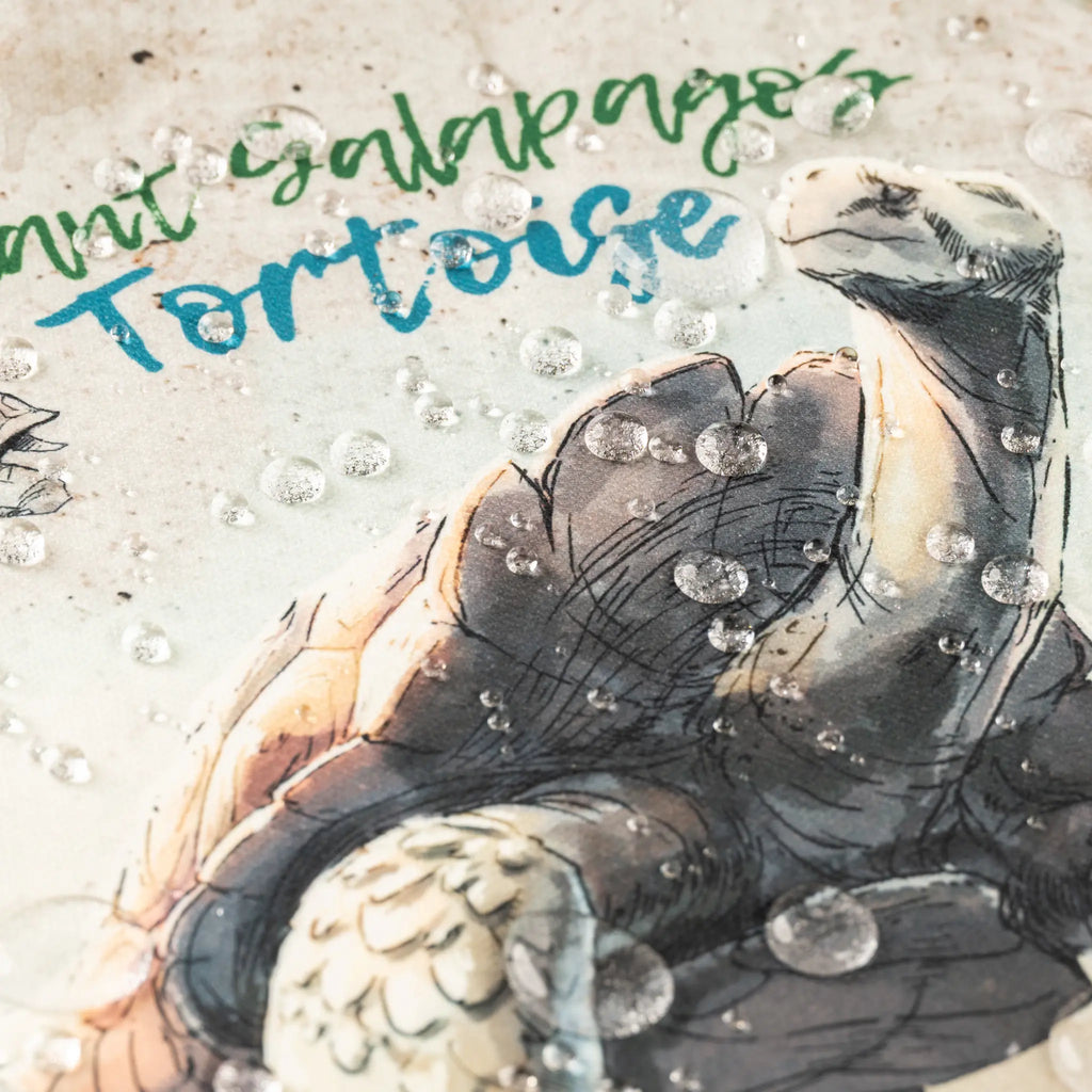 Placemats Giant Galapagos Tortoise