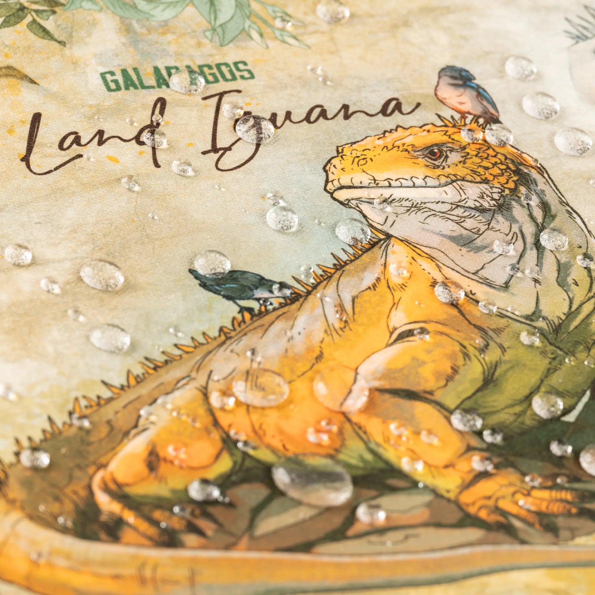 Individuales Iguana Terrestre de Galápagos