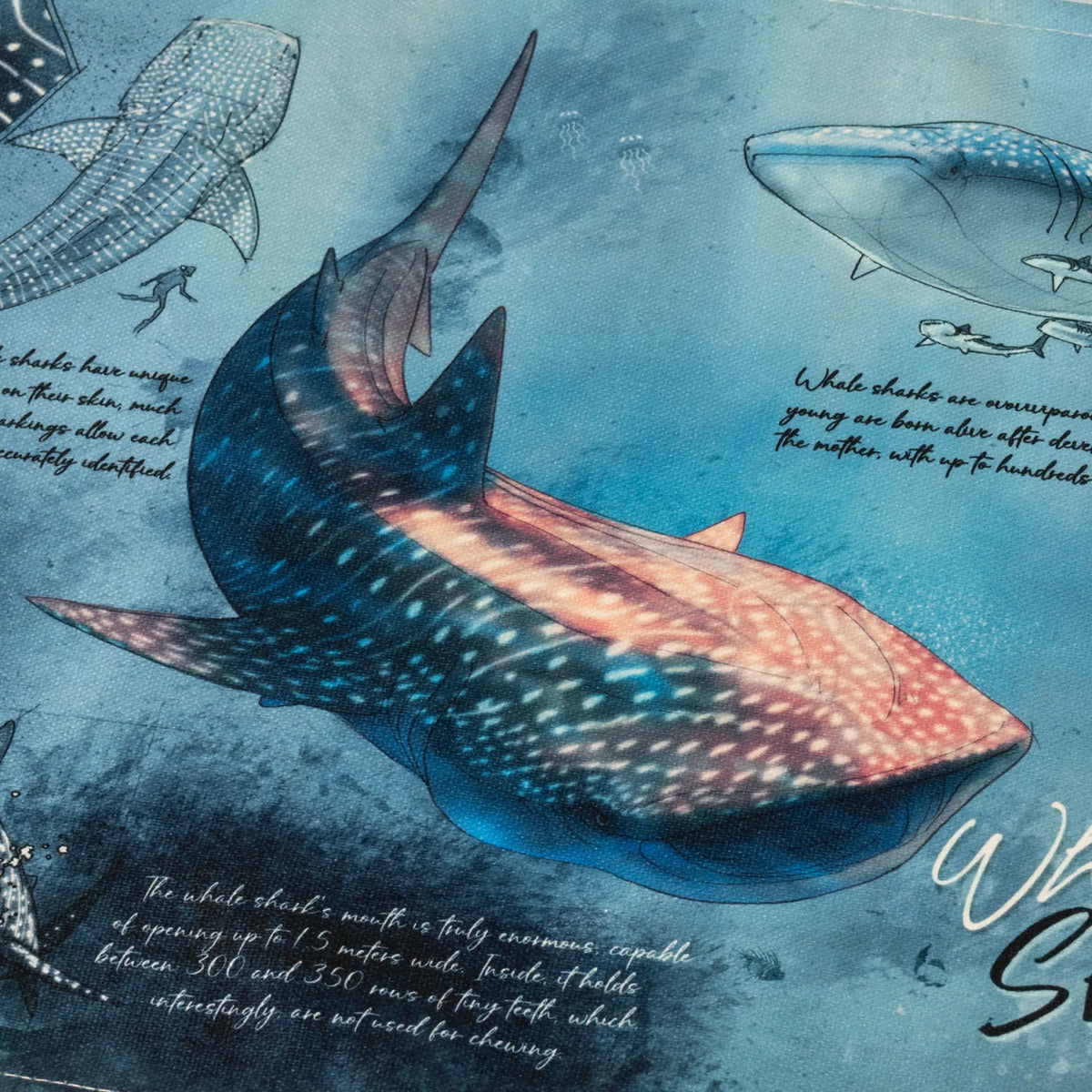 Individuales Tiburón Ballena