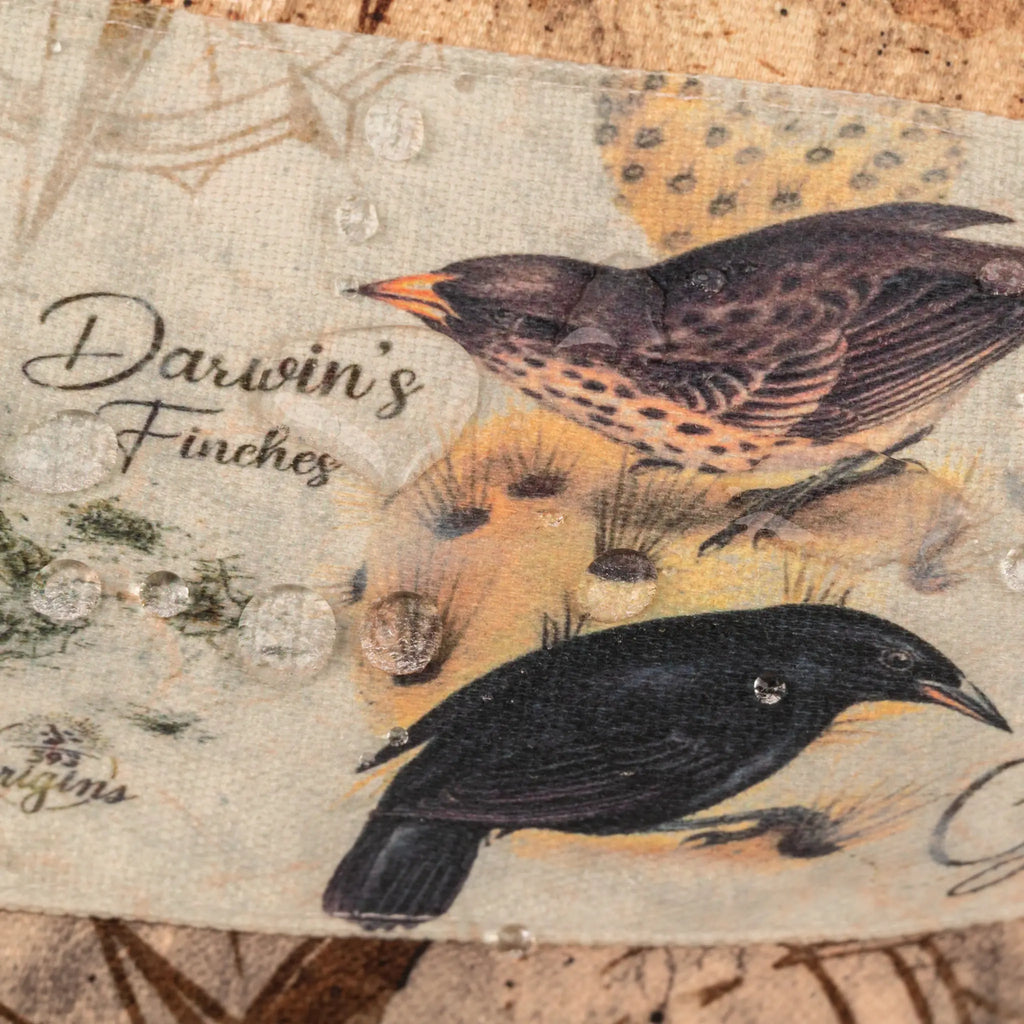 Neceser Pinzones de Darwin
