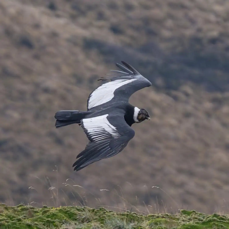Andean condor