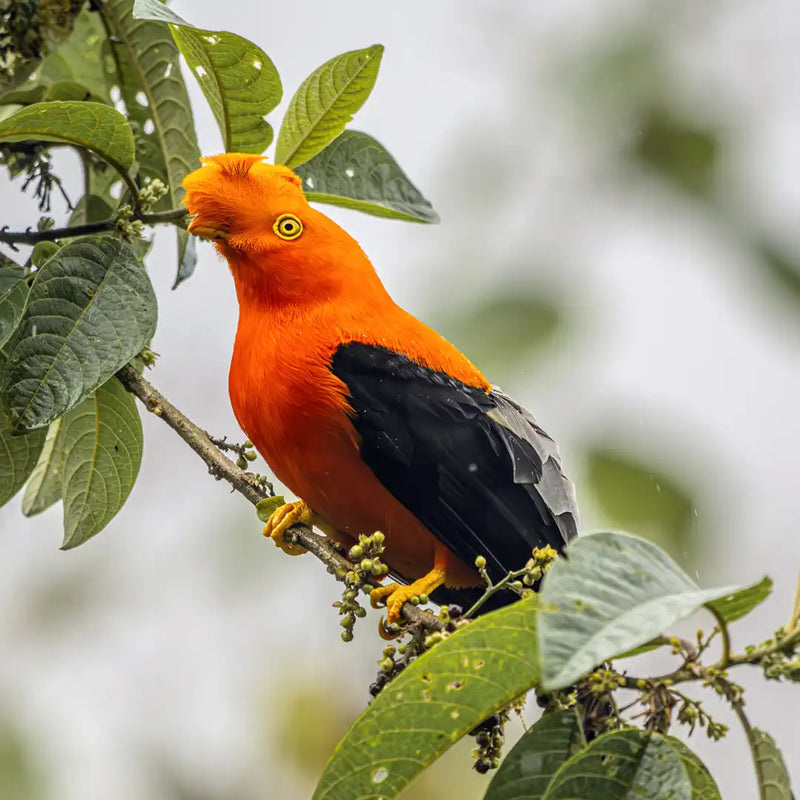 Andean cock-of-the-rock