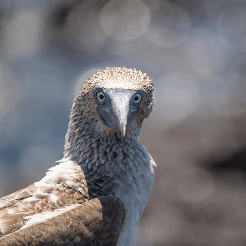 Blue-footed booby