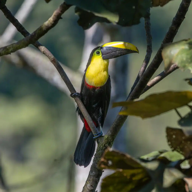 Chocó toucan