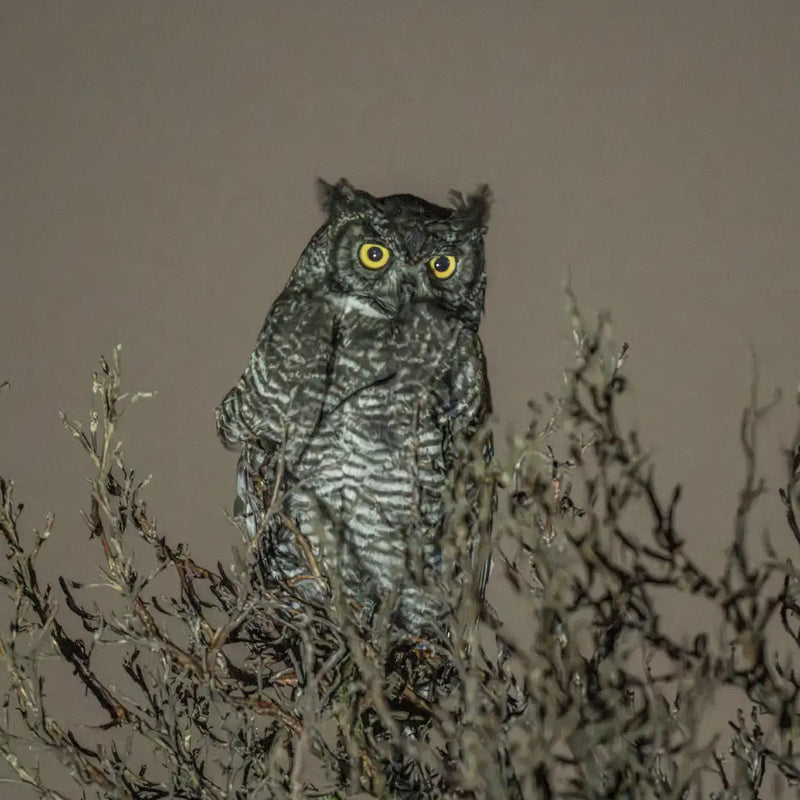 Cuscungo owl 