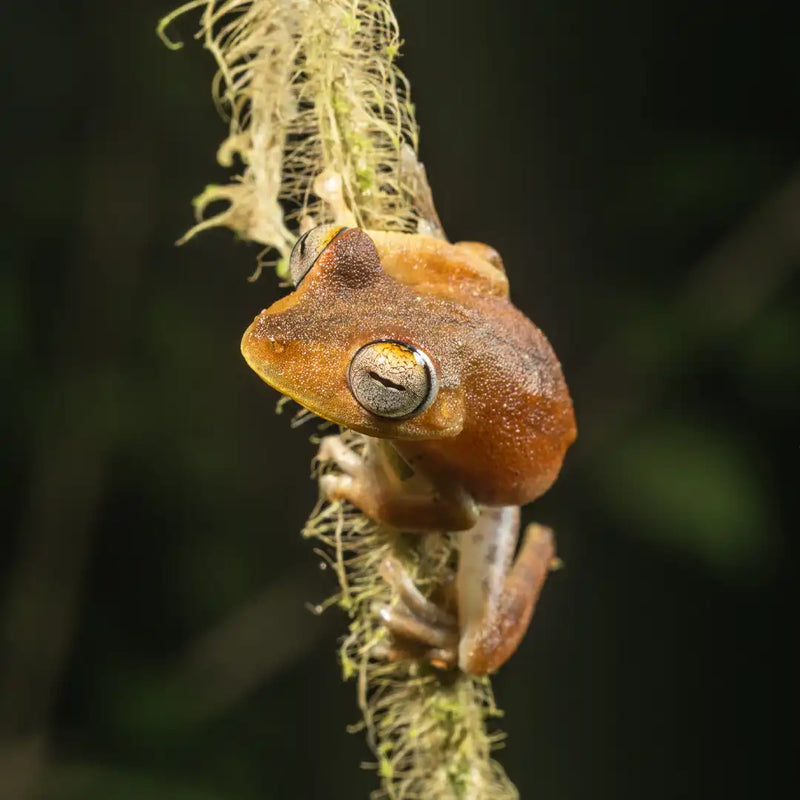 Frogs