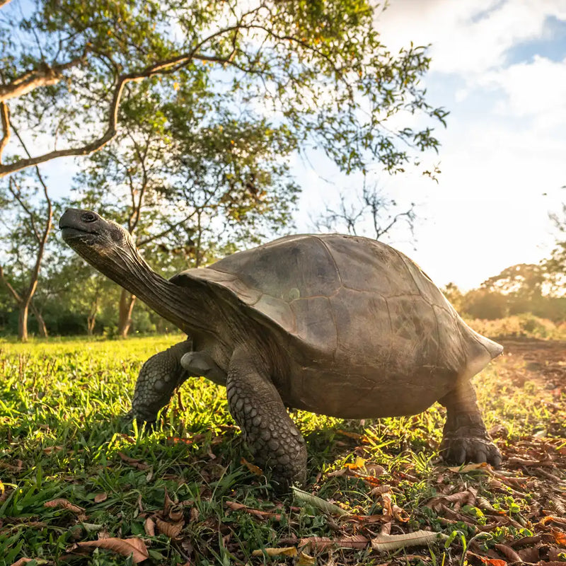 Giant tortoises