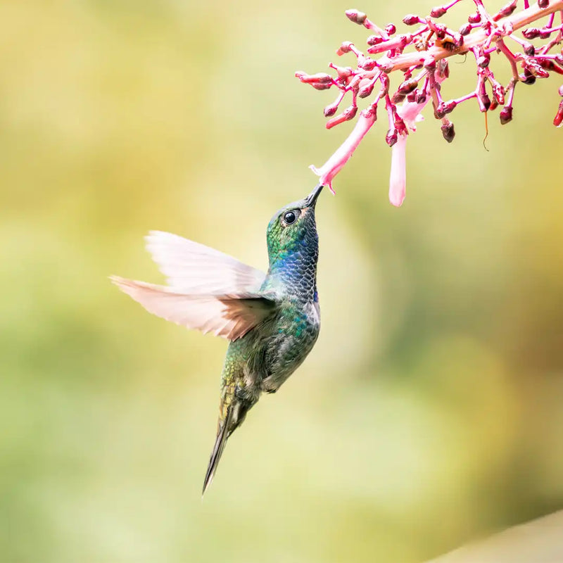 Hummingbirds