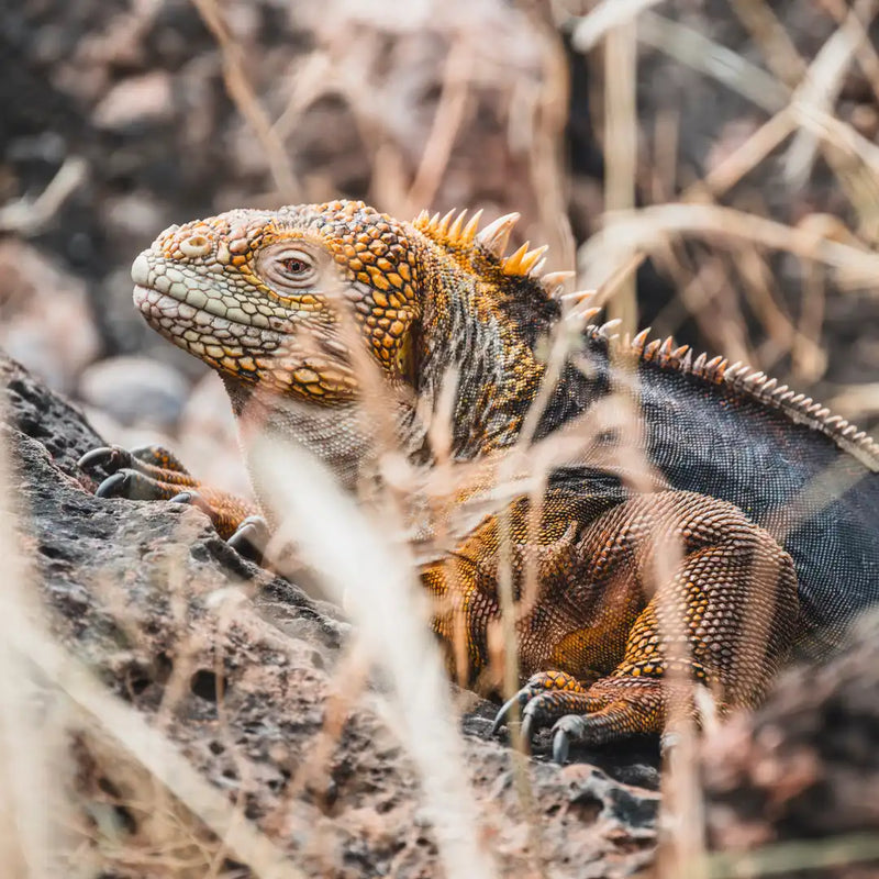 Land iguana