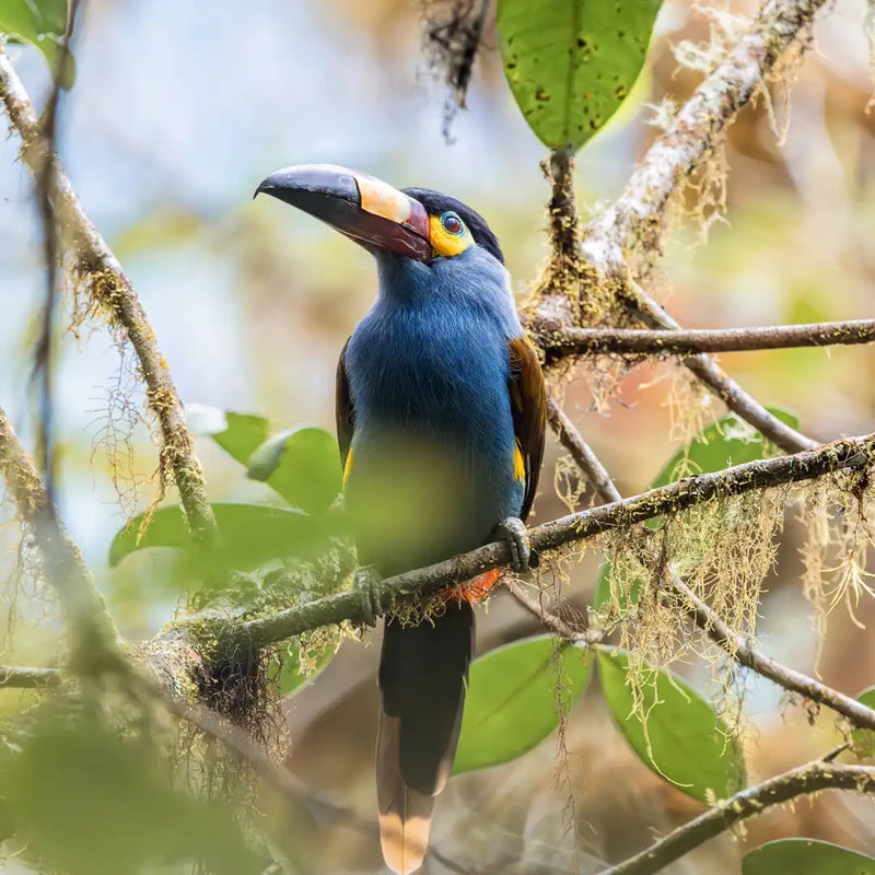 Plate-billed mountain toucan