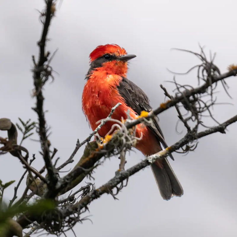 Galápagos vermilion flycatcher