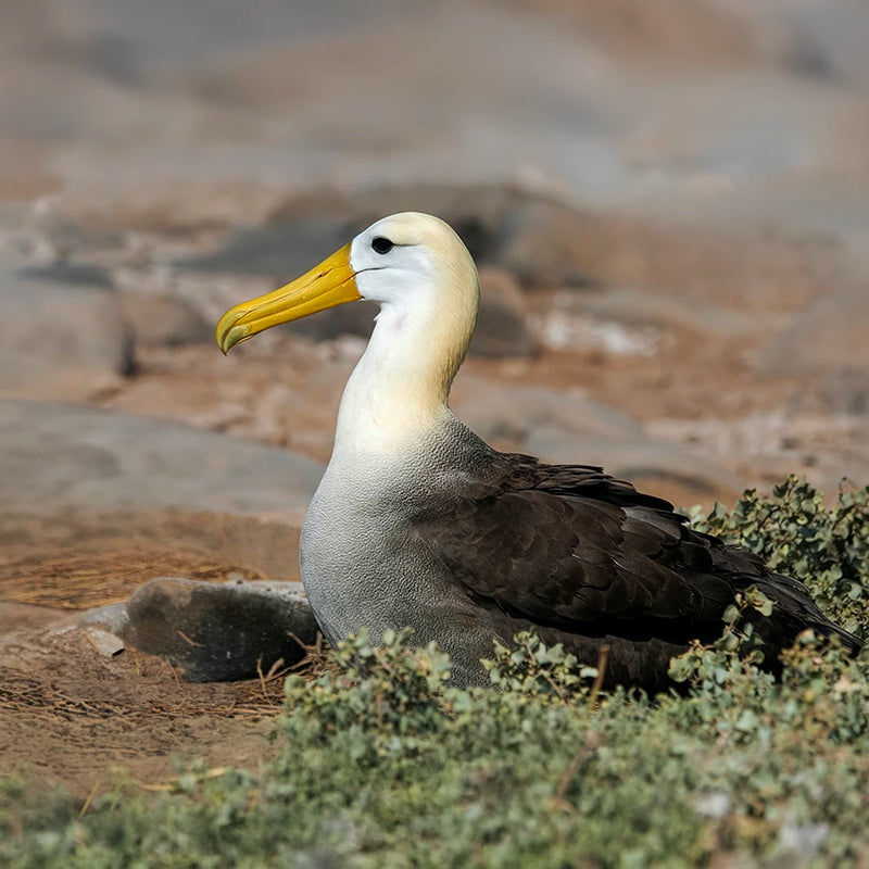 Galápagos Albatross