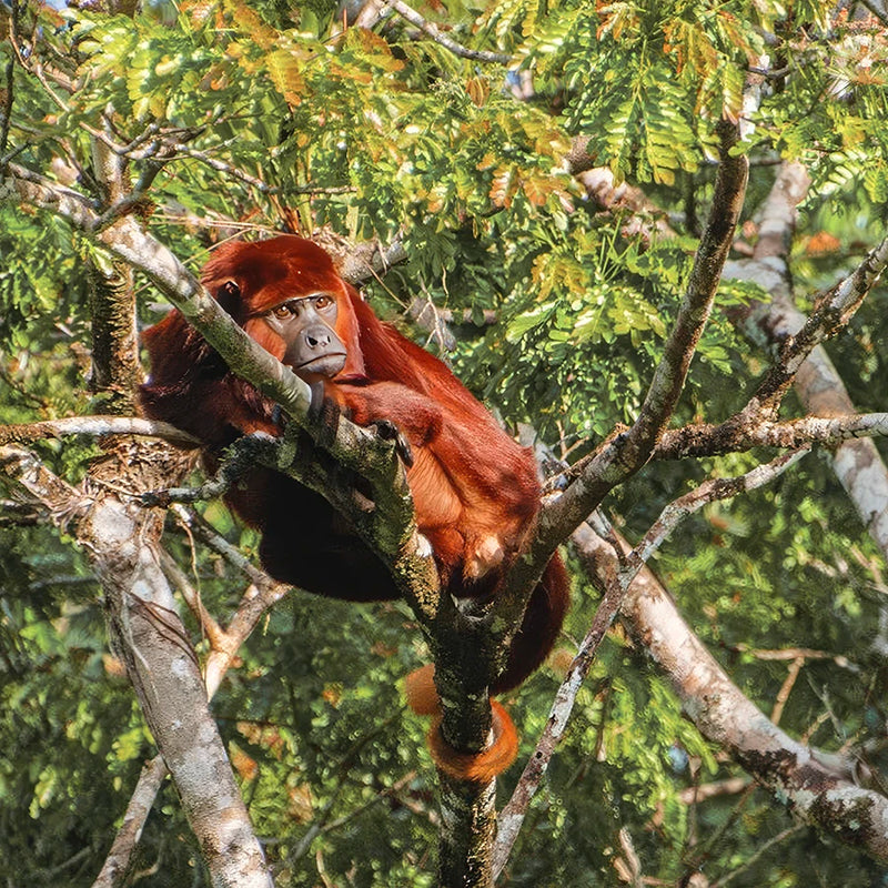 Red Howler Monkey