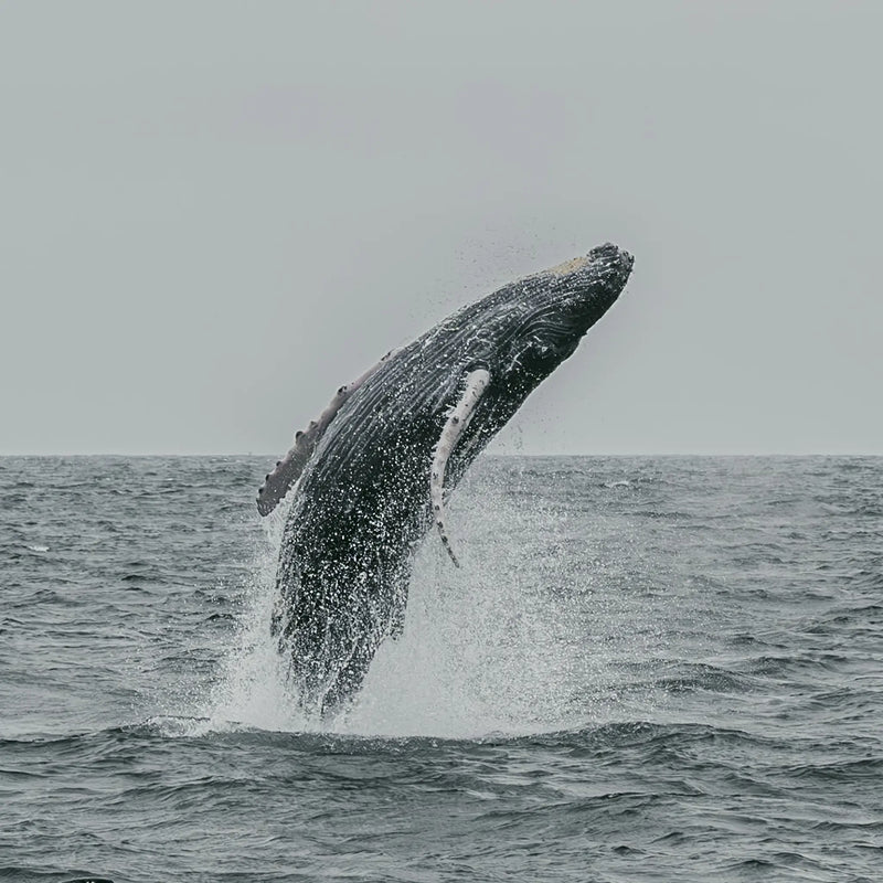 Humpback Whale