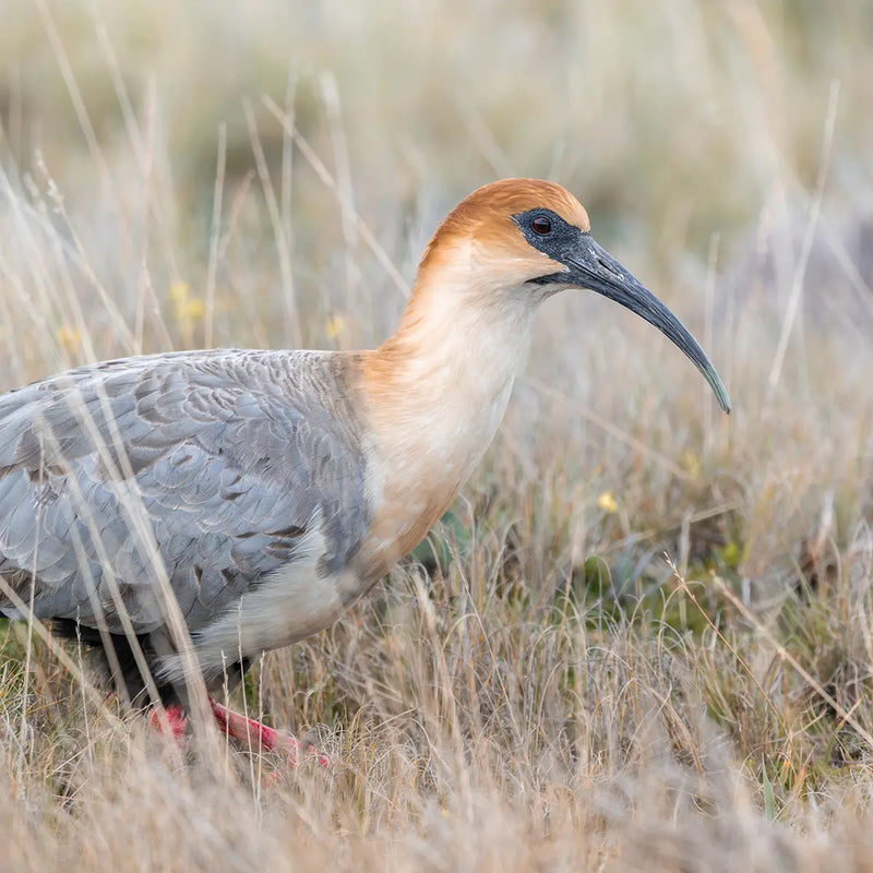 Andean Ibis