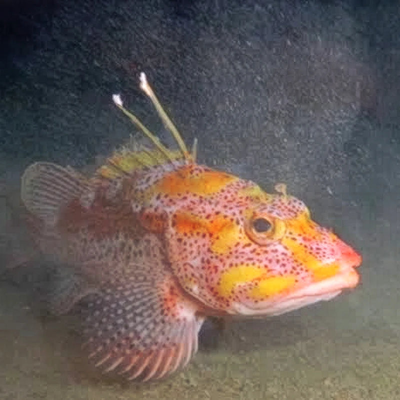 Mottled scorpionfish