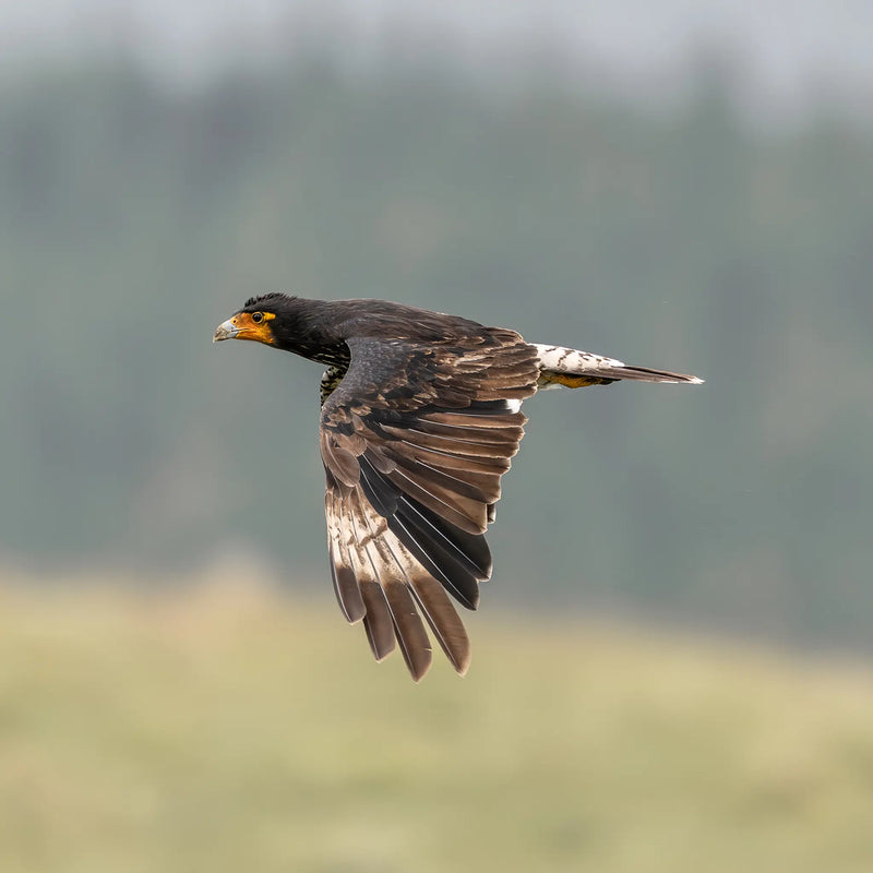 Carunculated Caracara