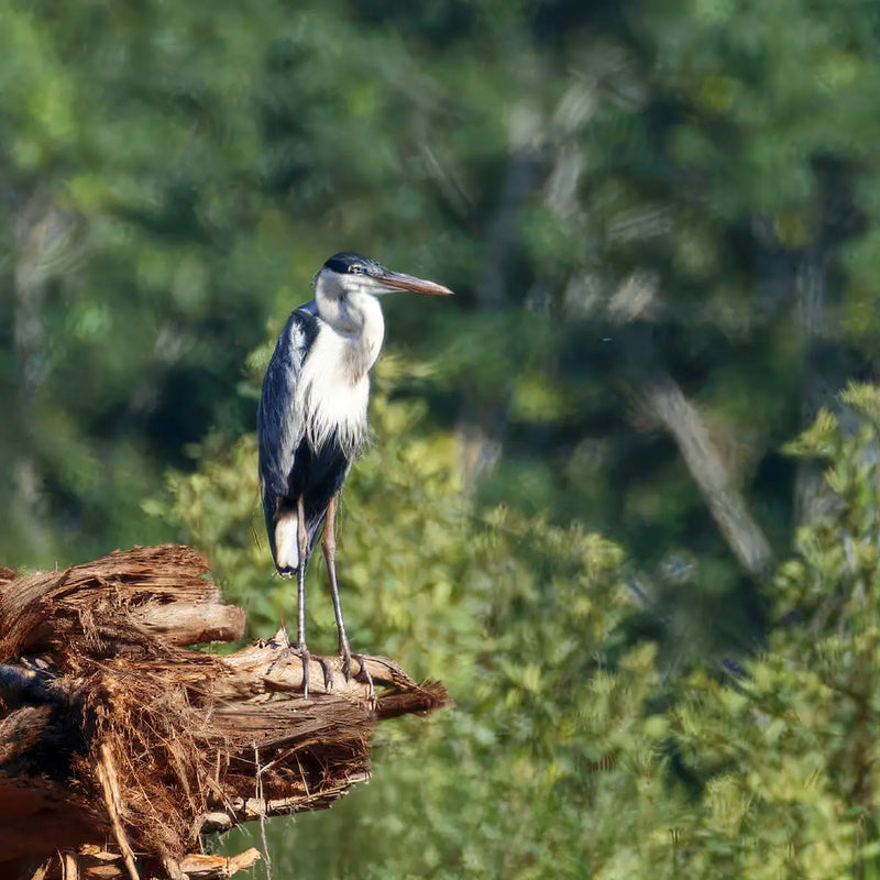 Cocoi Heron
