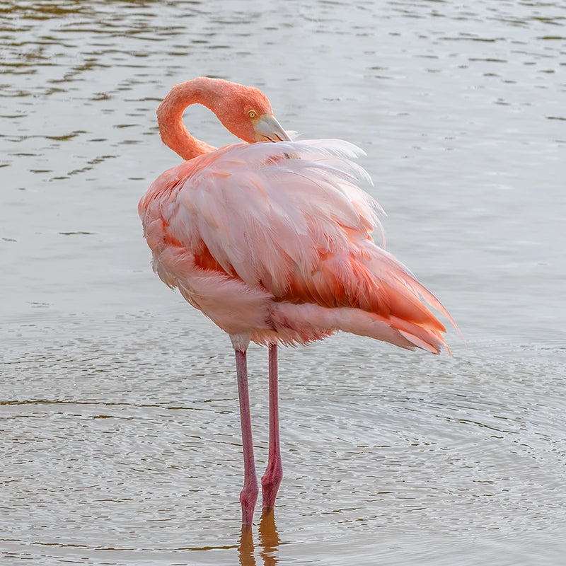 Galápagos flamingo