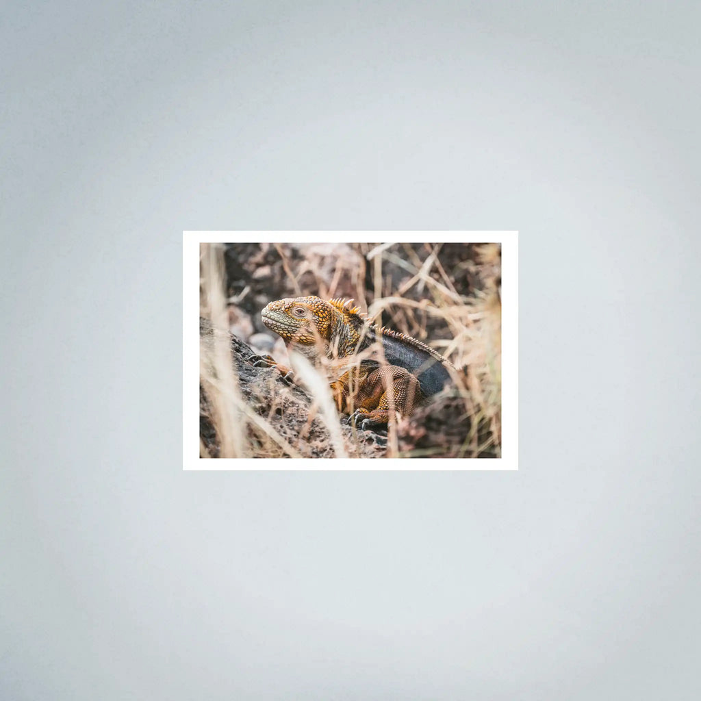 Galapagos Land Iguana Photo Prints (63cmx45cm)