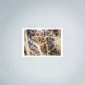 Galapagos Land Iguana Photo Prints (63cmx45cm)