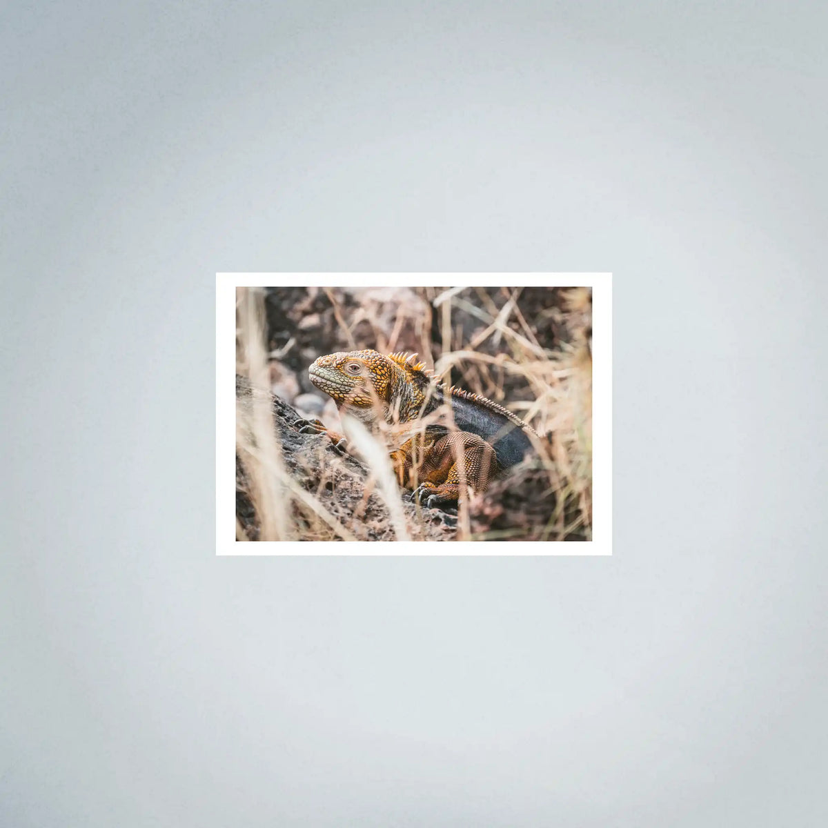 Galapagos Land Iguana Photo Prints (63cmx45cm)
