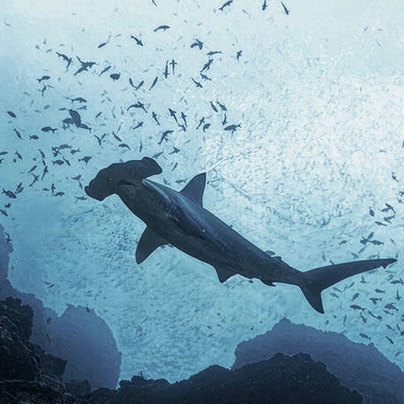 Hammerhead shark