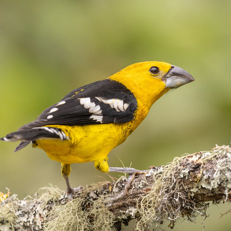 Golden grosbeak - Huiracchuro