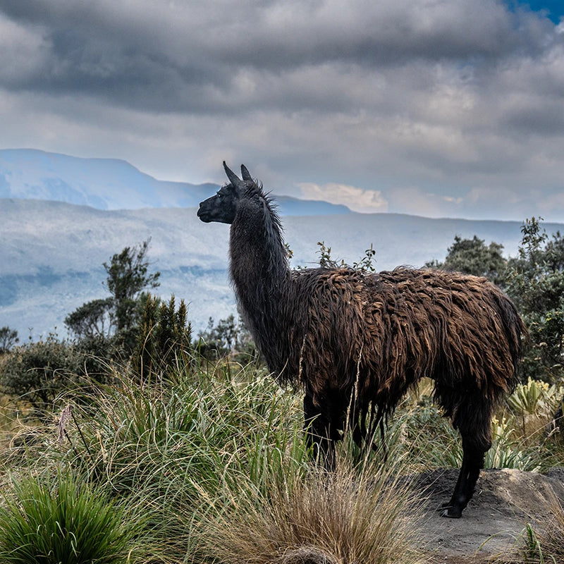 Llama